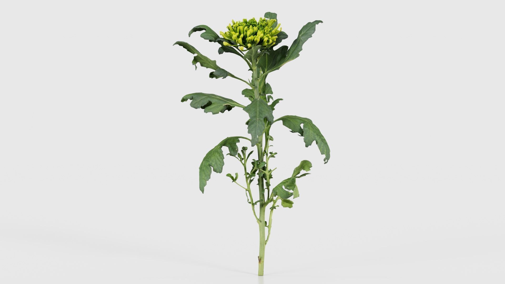 80 Flower Plant and Sprout Superbundle 3D Model Collection_51