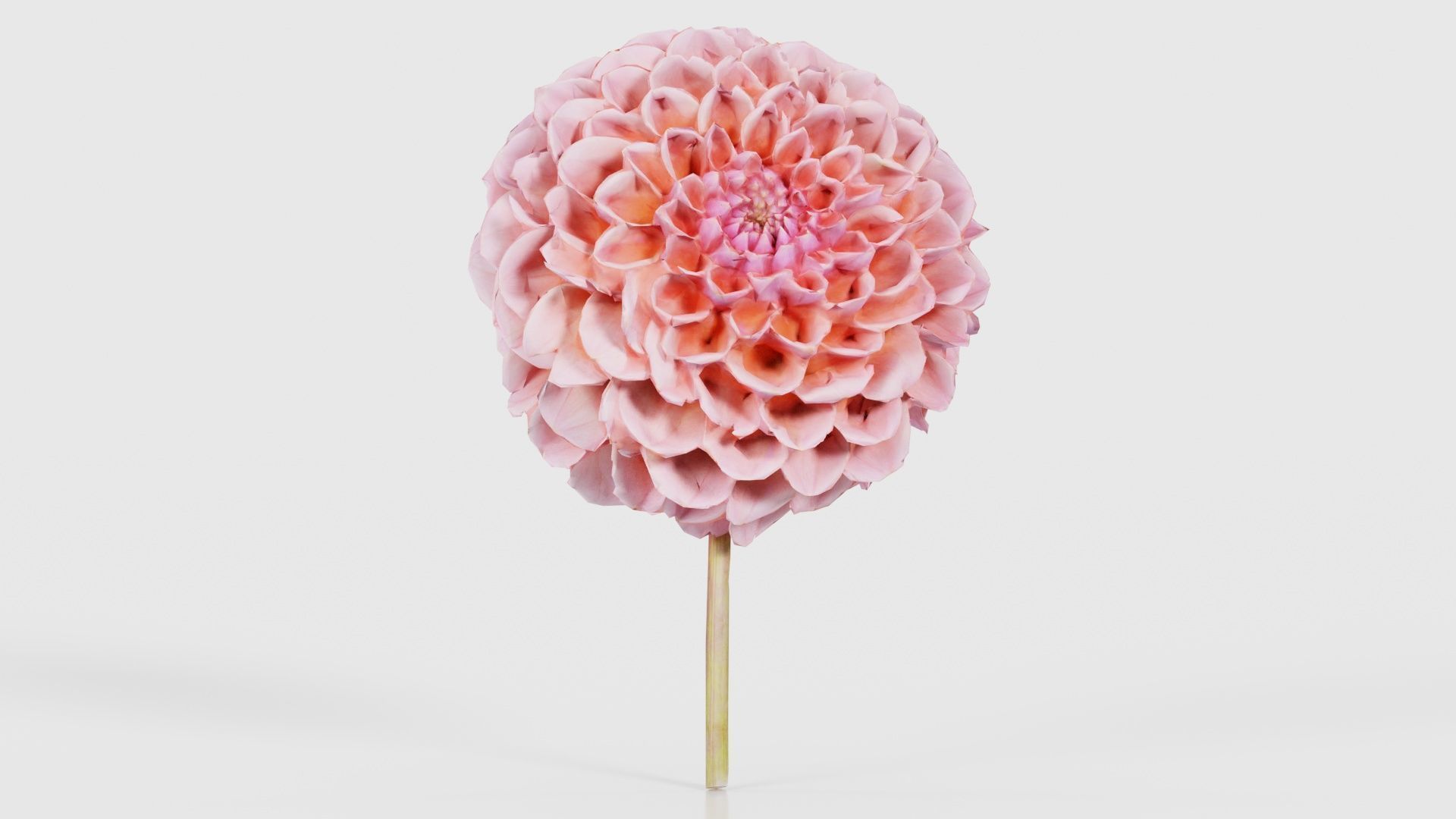 80 Flower Plant and Sprout Superbundle 3D Model Collection_53