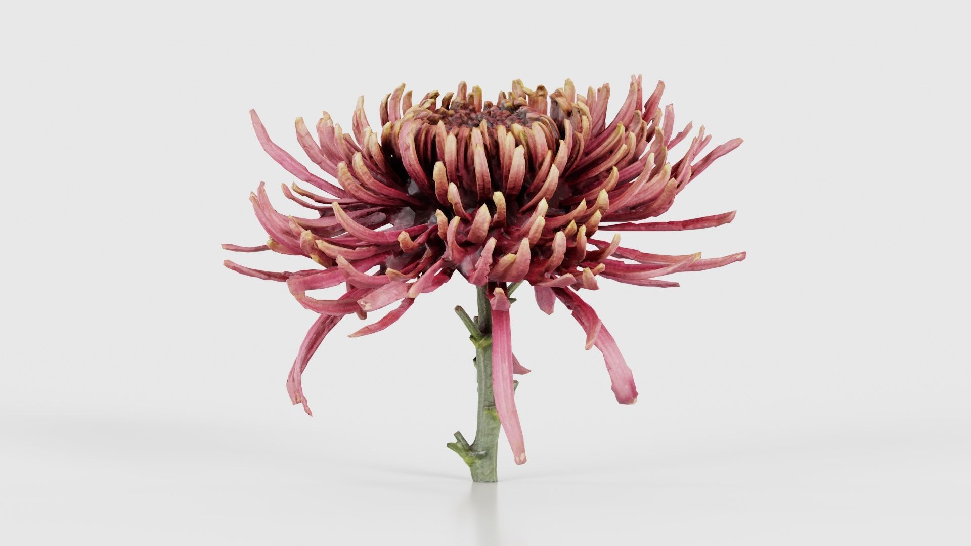 80 Flower Plant and Sprout Superbundle 3D Model Collection_41