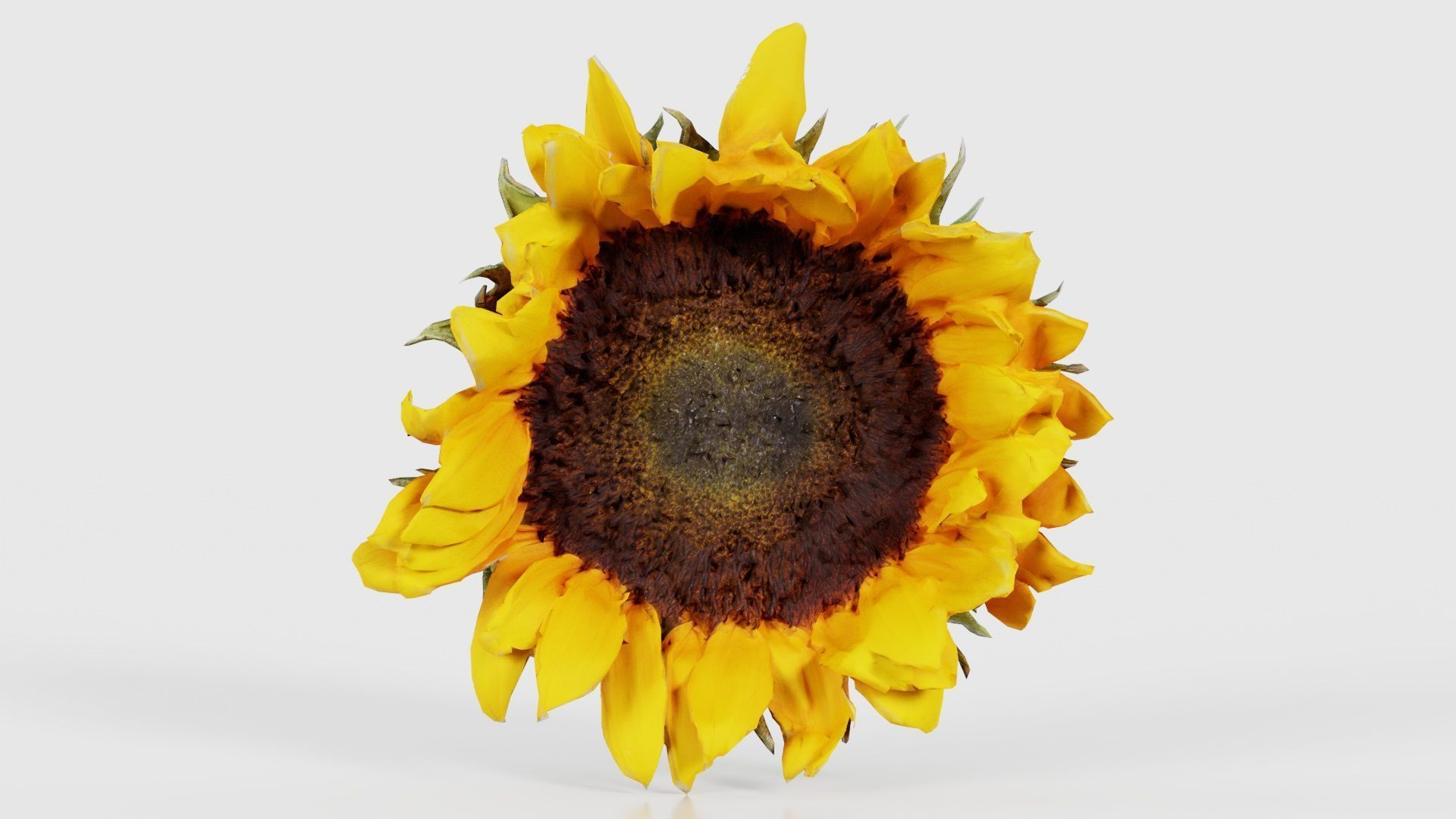 80 Flower Plant and Sprout Superbundle 3D Model Collection_71