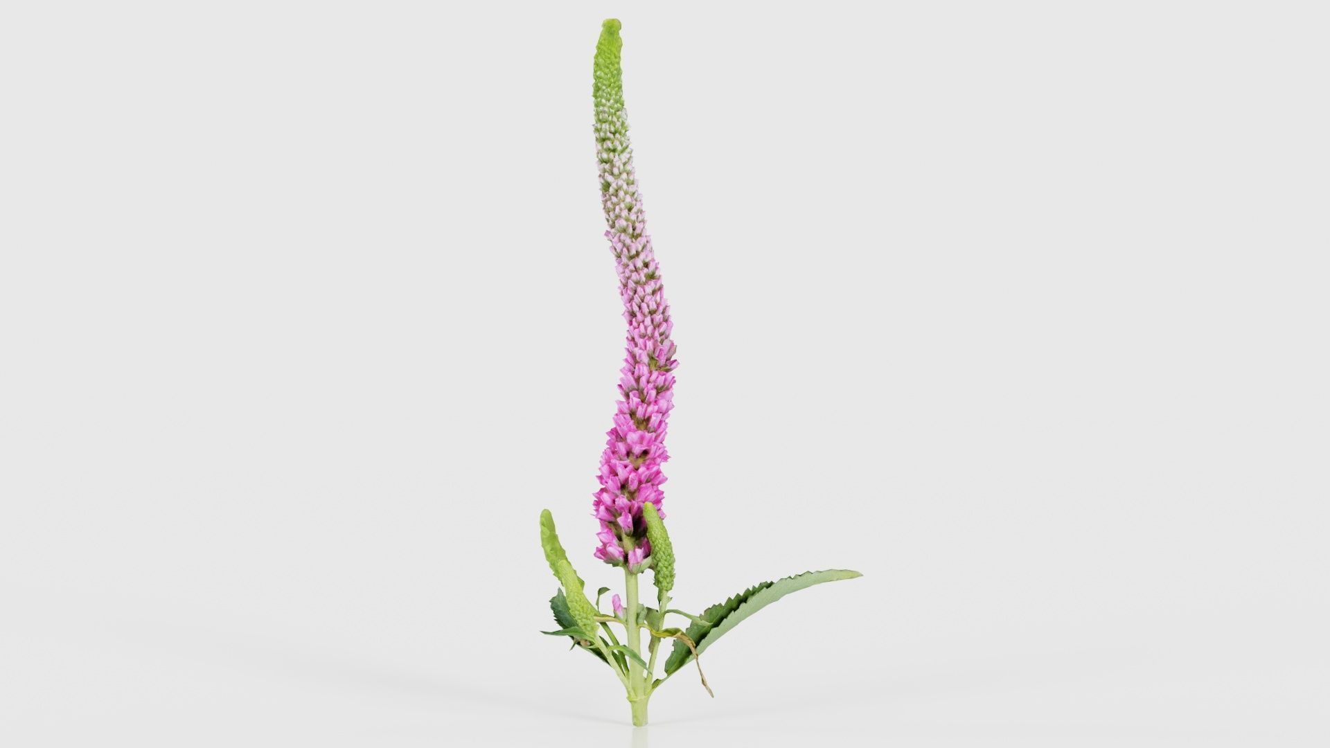 80 Flower Plant and Sprout Superbundle 3D Model Collection_70