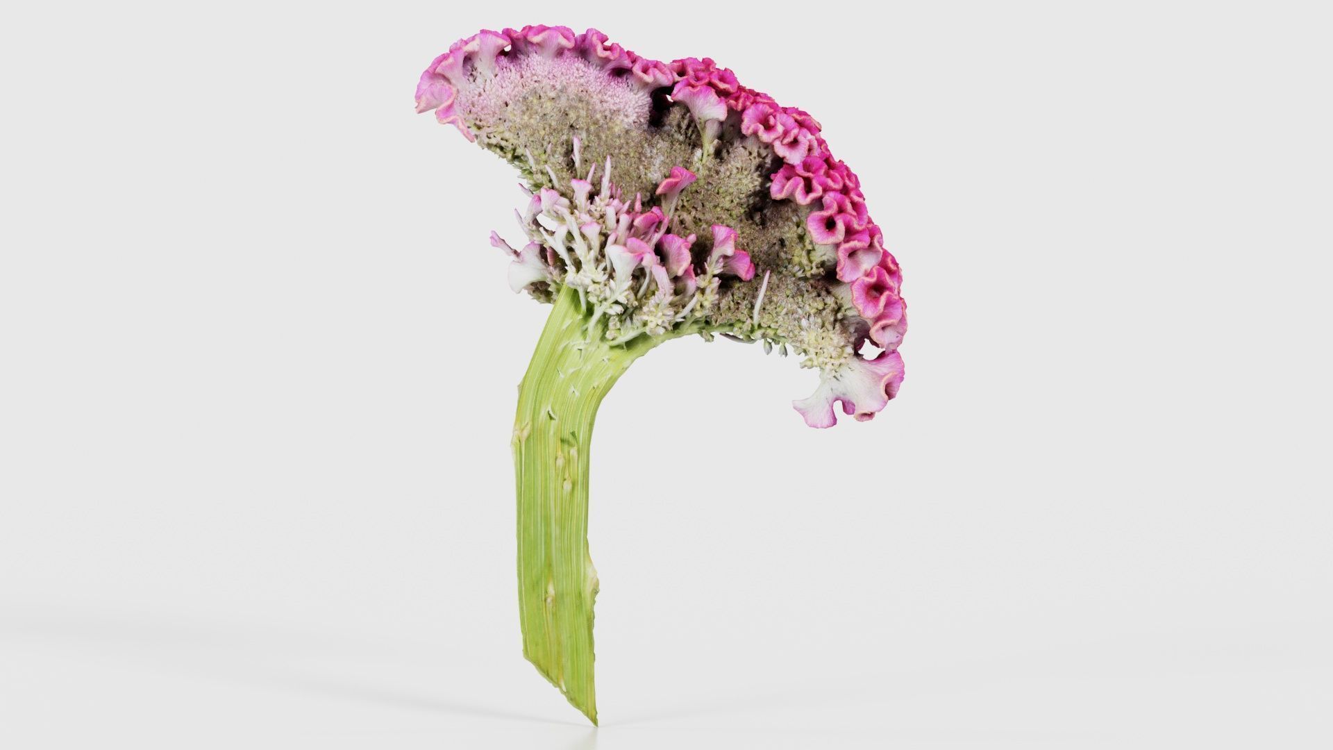 80 Flower Plant and Sprout Superbundle 3D Model Collection_29