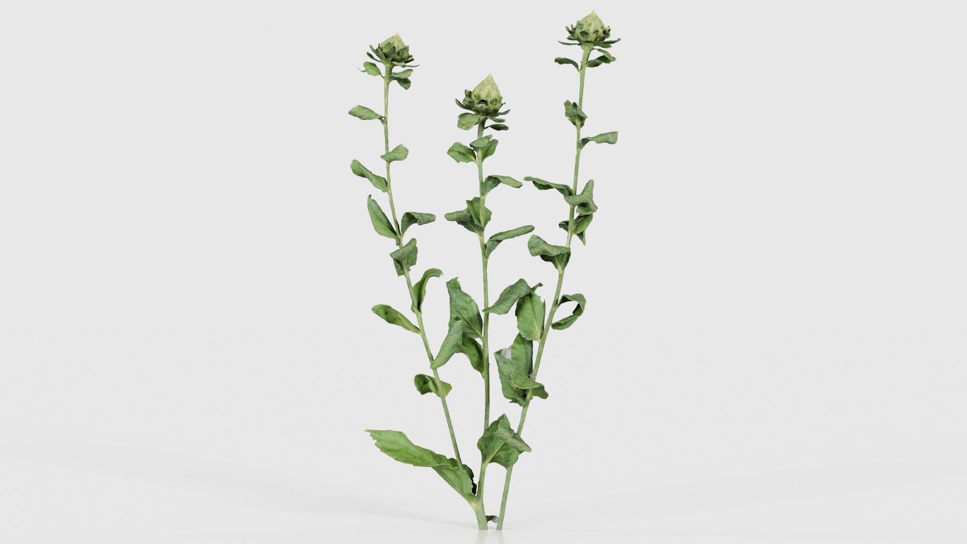 80 Flower Plant and Sprout Superbundle 3D Model Collection_68