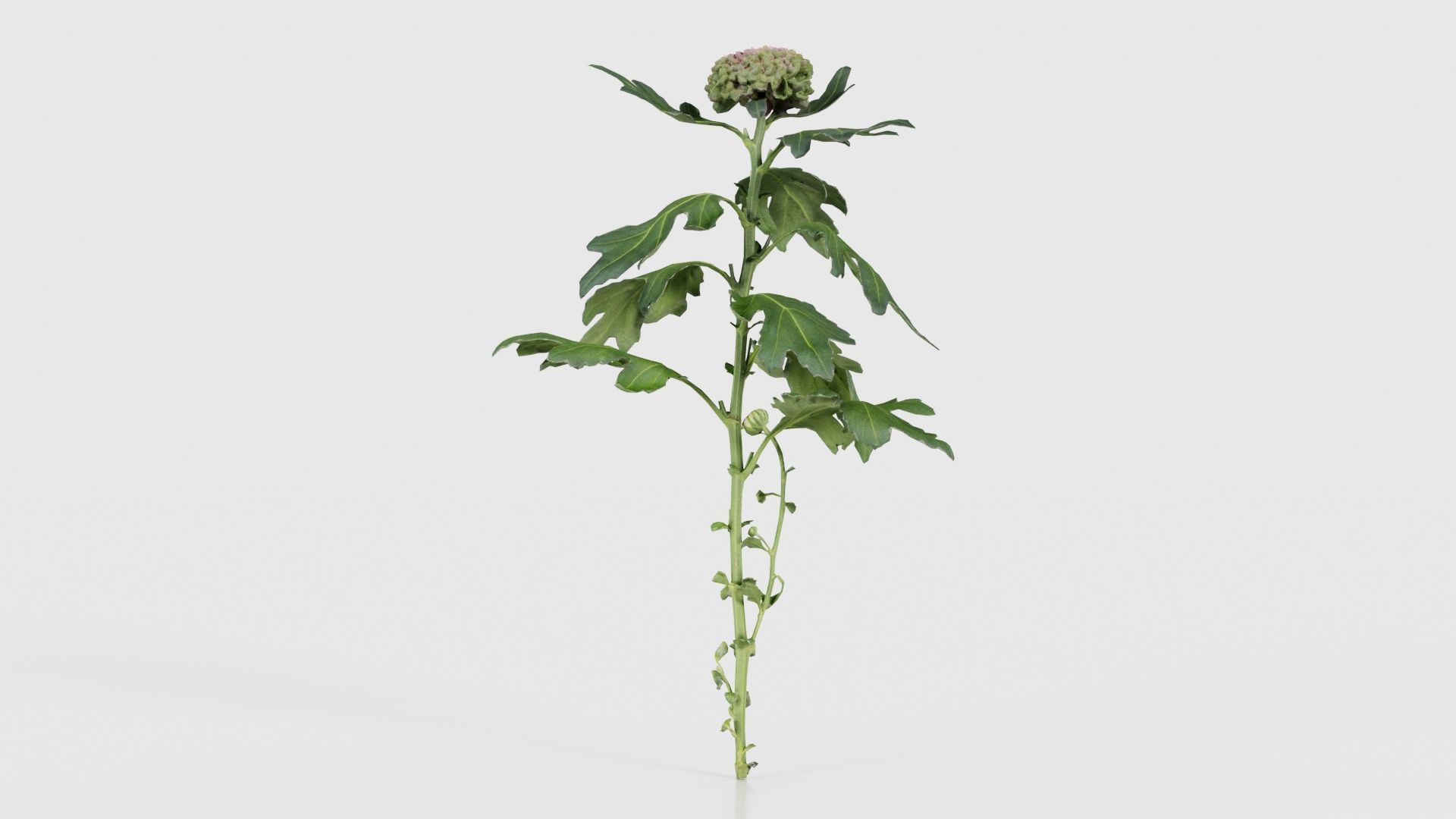 80 Flower Plant and Sprout Superbundle 3D Model Collection_37