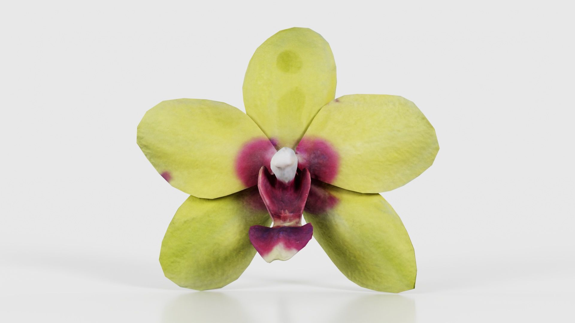 80 Flower Plant and Sprout Superbundle 3D Model Collection_38