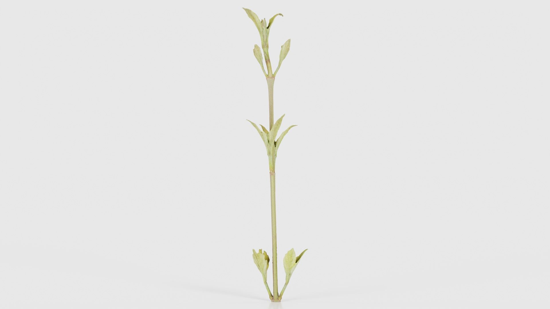 80 Flower Plant and Sprout Superbundle 3D Model Collection_83