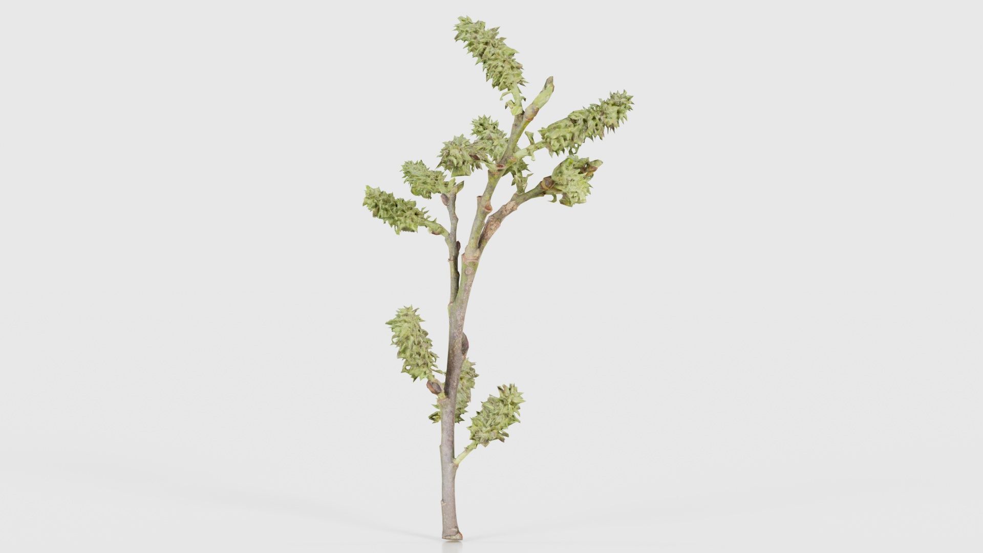 80 Flower Plant and Sprout Superbundle 3D Model Collection_90