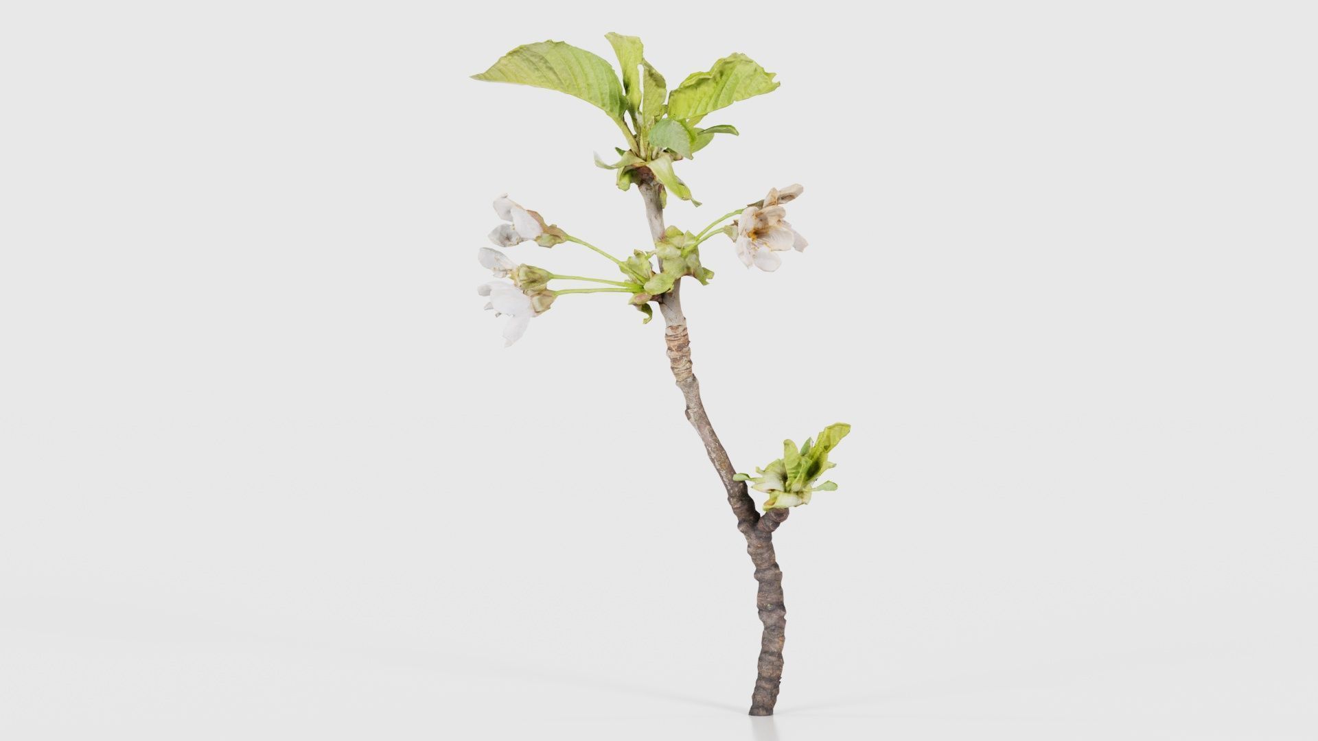 80 Flower Plant and Sprout Superbundle 3D Model Collection_87