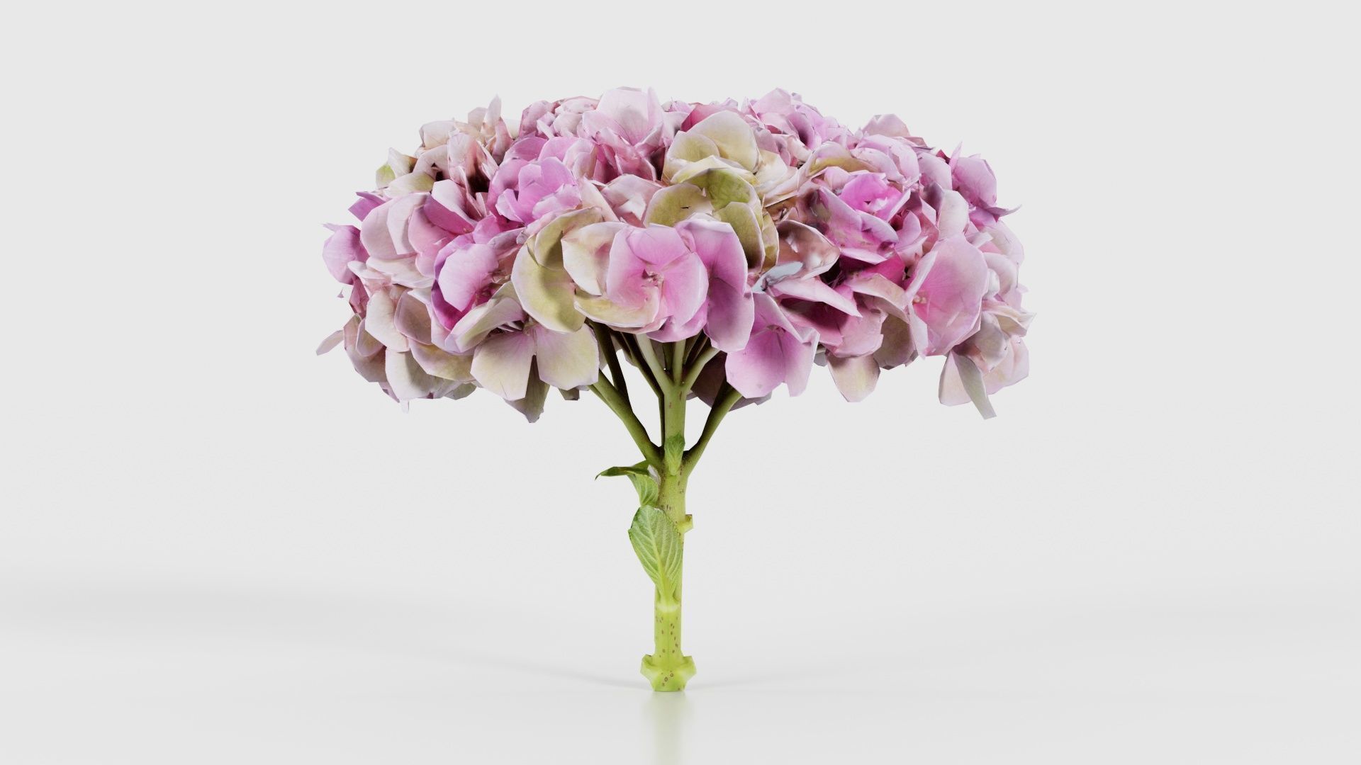 80 Flower Plant and Sprout Superbundle 3D Model Collection_60