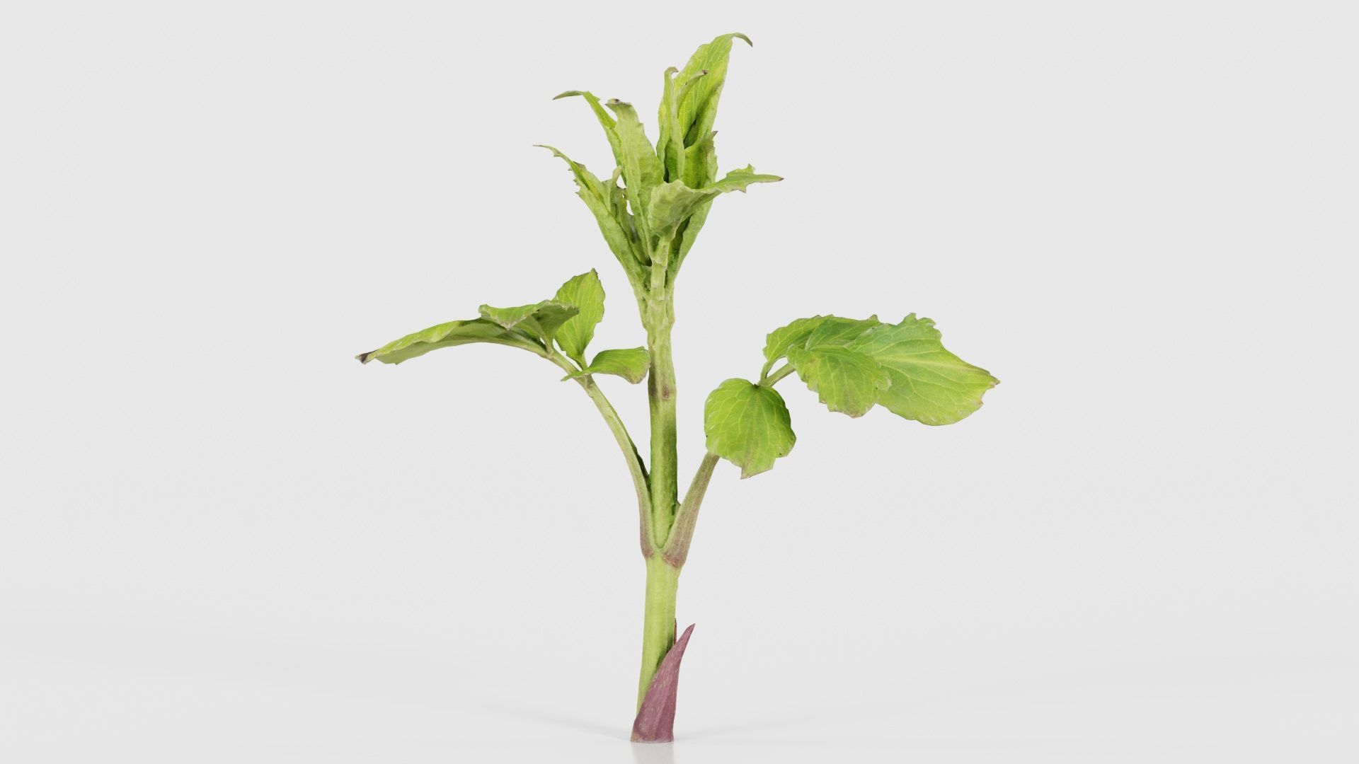 80 Flower Plant and Sprout Superbundle 3D Model Collection_77