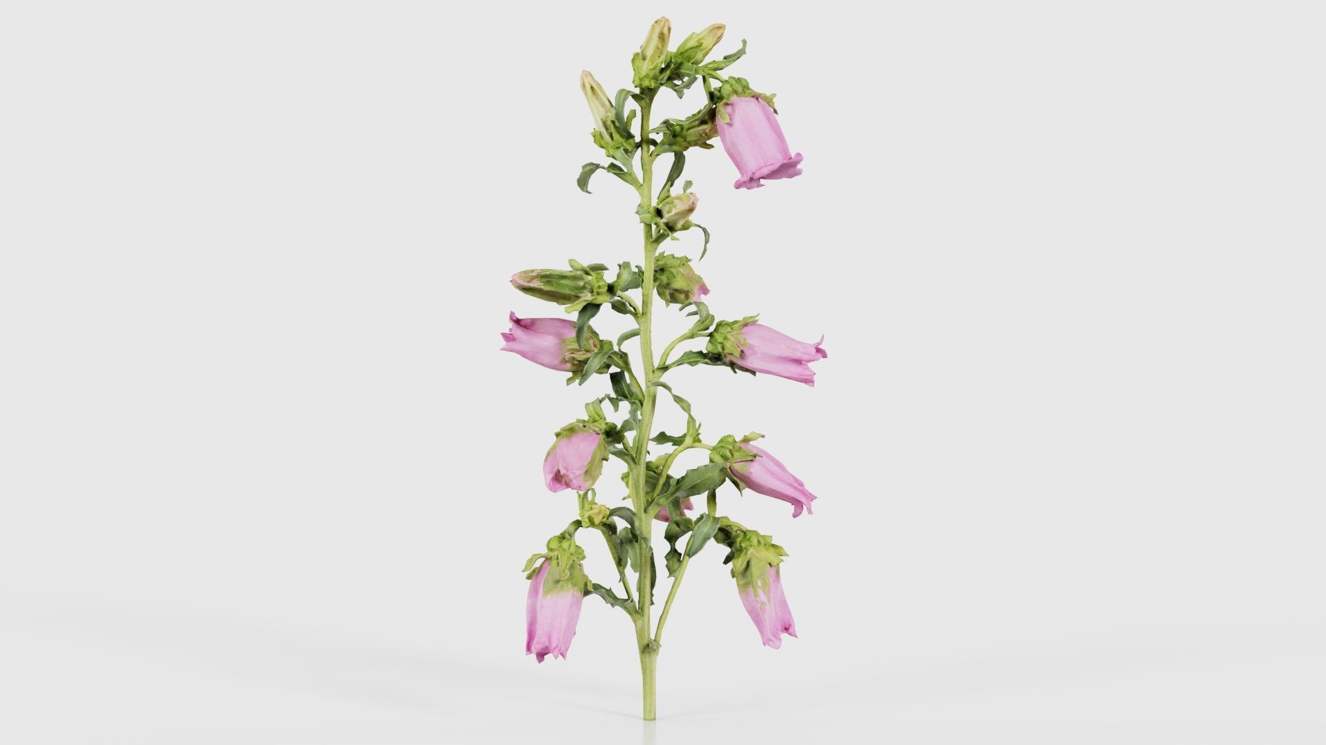 80 Flower Plant and Sprout Superbundle 3D Model Collection_34