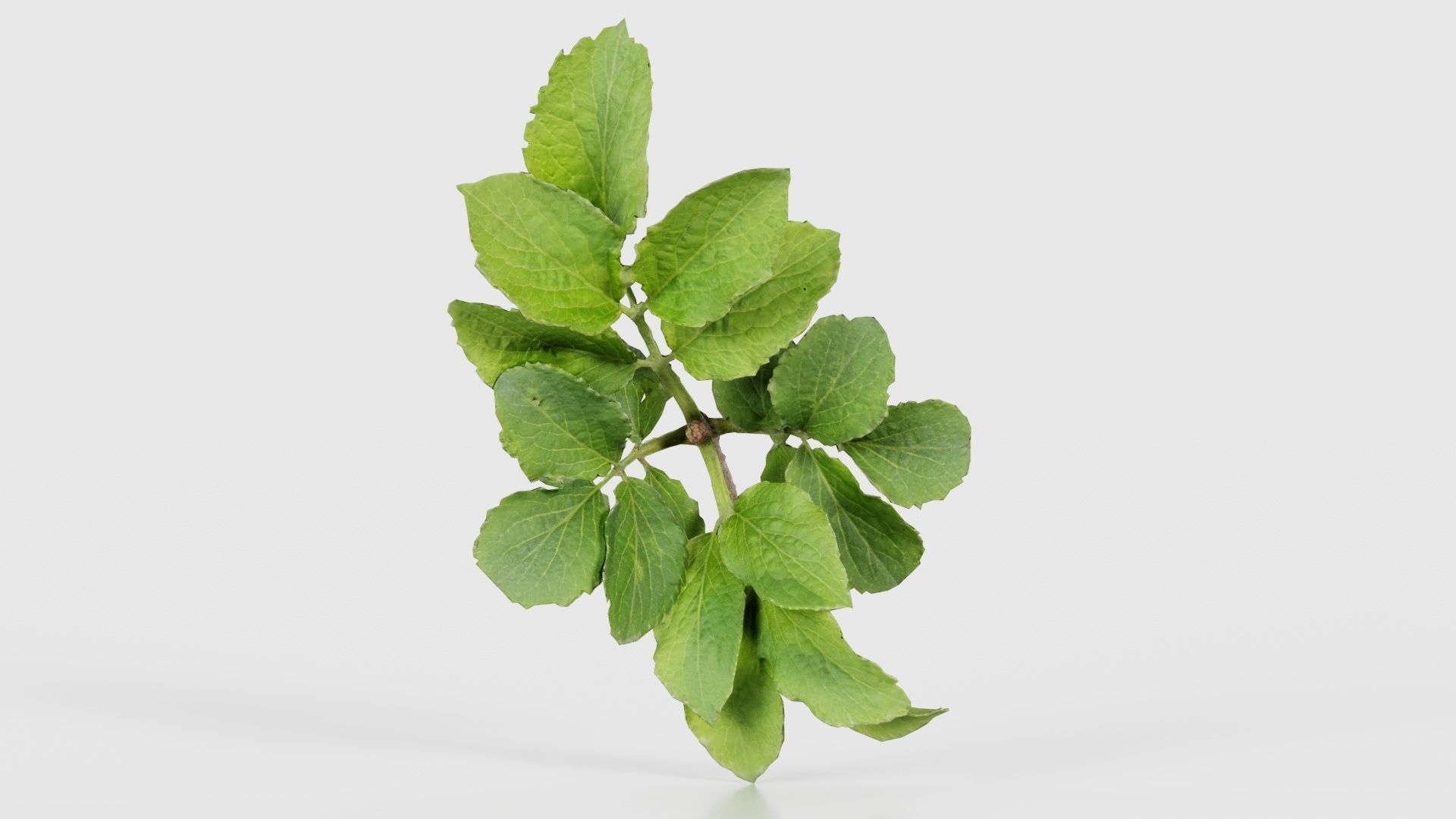 80 Flower Plant and Sprout Superbundle 3D Model Collection_100