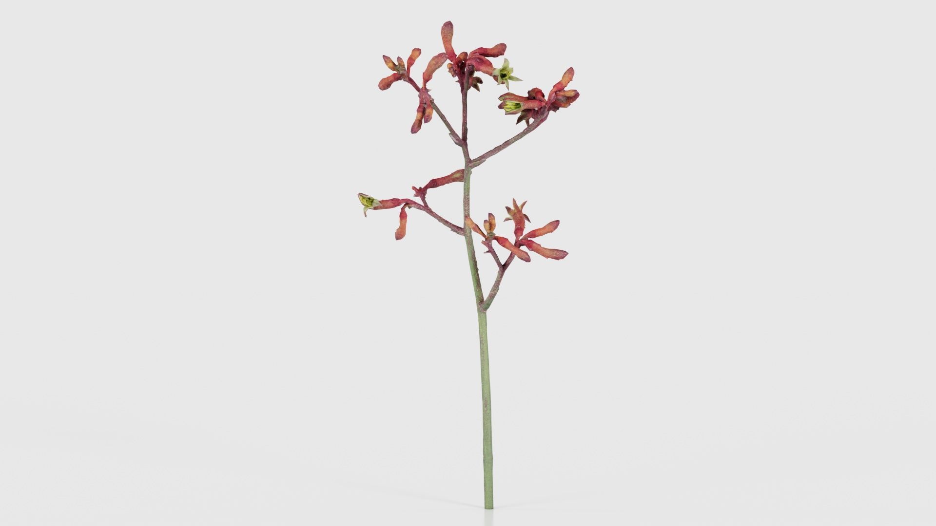 80 Flower Plant and Sprout Superbundle 3D Model Collection_50