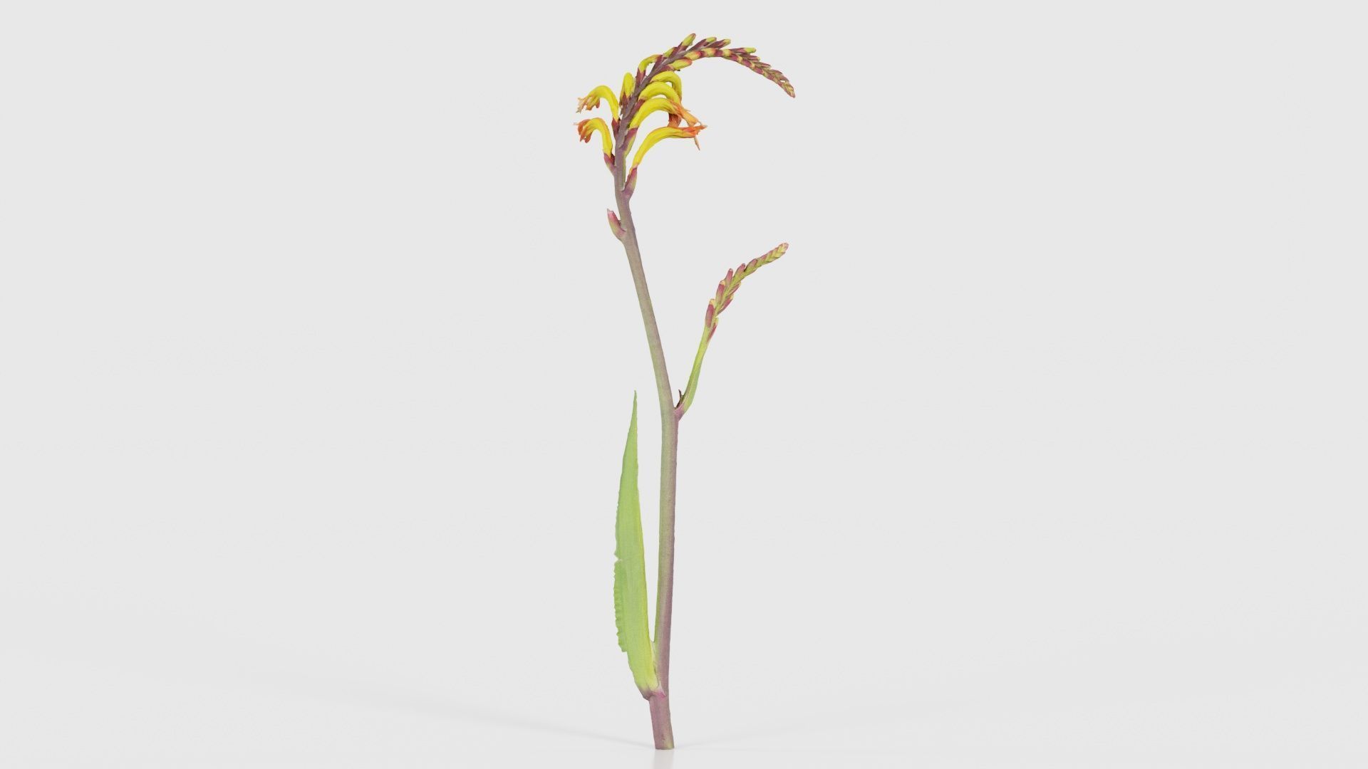 80 Flower Plant and Sprout Superbundle 3D Model Collection_30