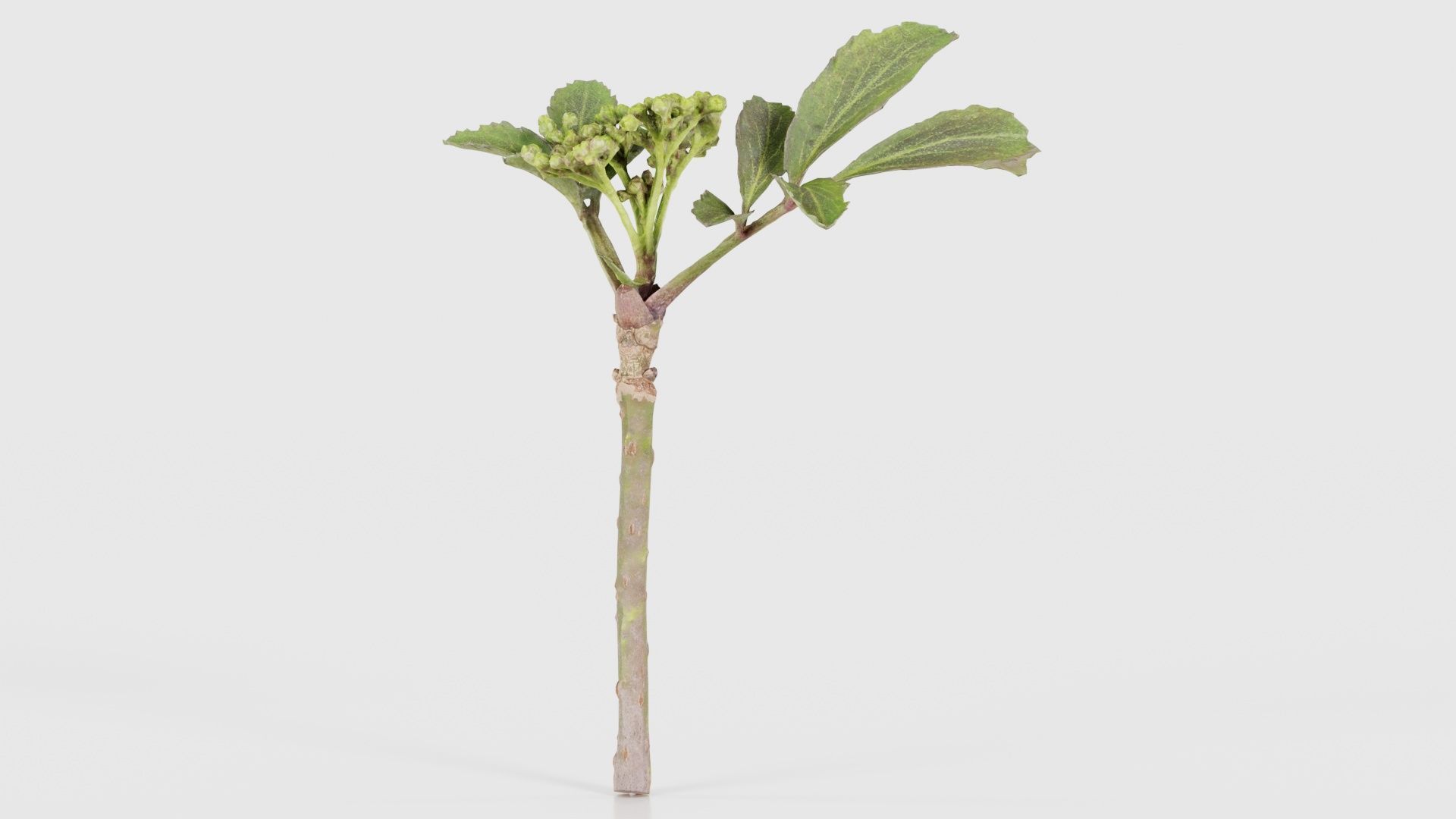 80 Flower Plant and Sprout Superbundle 3D Model Collection_93