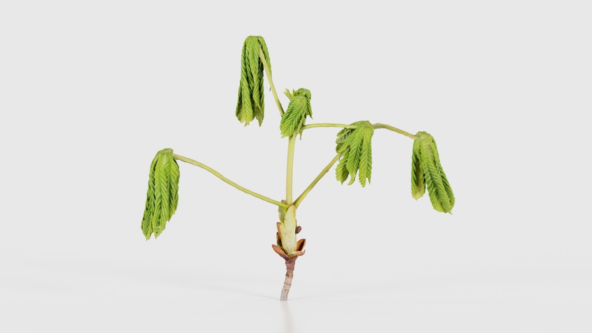 80 Flower Plant and Sprout Superbundle 3D Model Collection_78