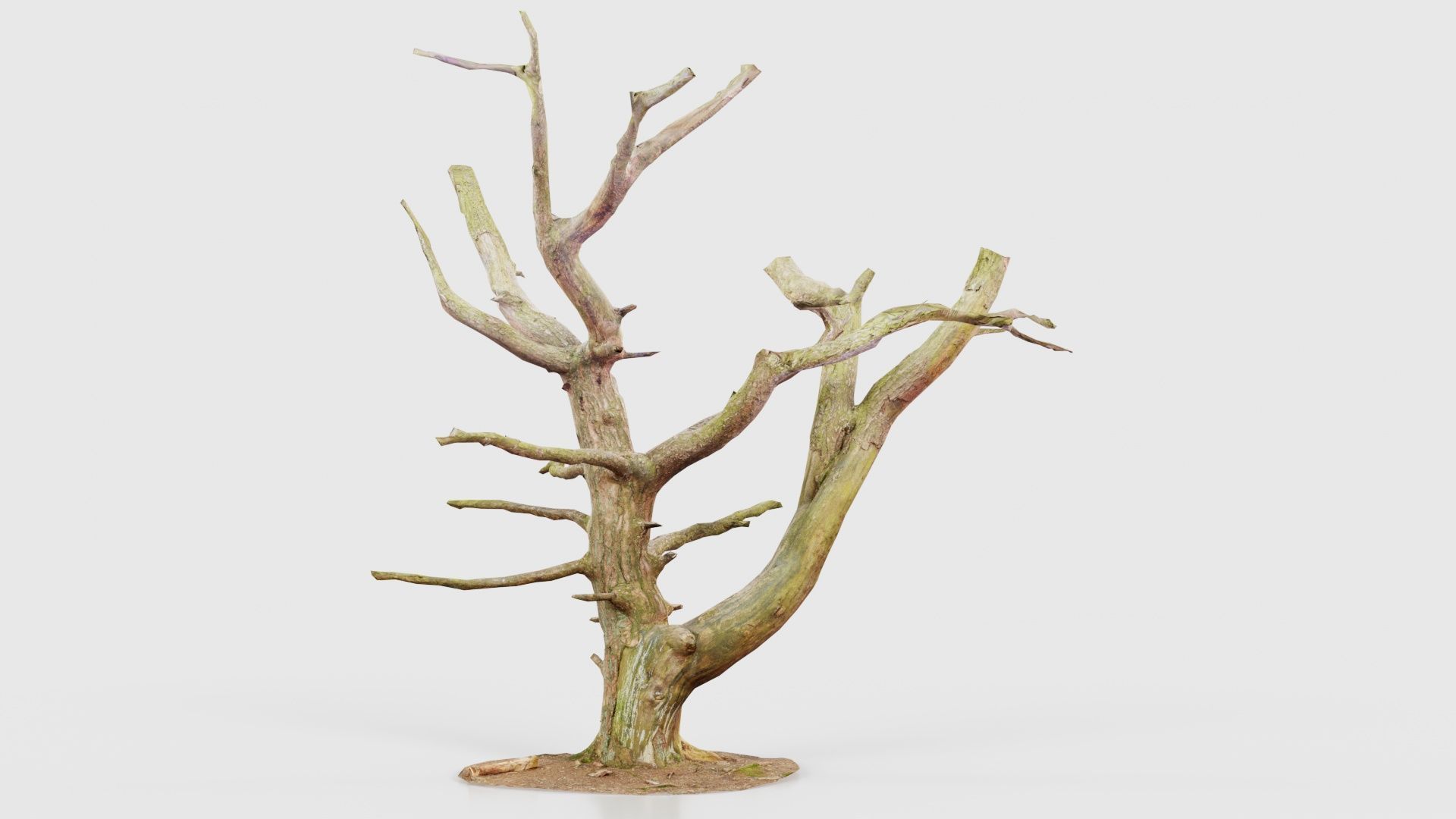 55 Bark Tree and Stump Superbundle 3D Model Collection_30