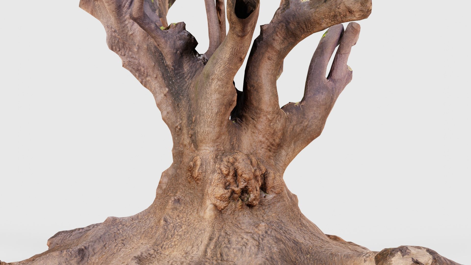 55 Bark Tree and Stump Superbundle 3D Model Collection_25