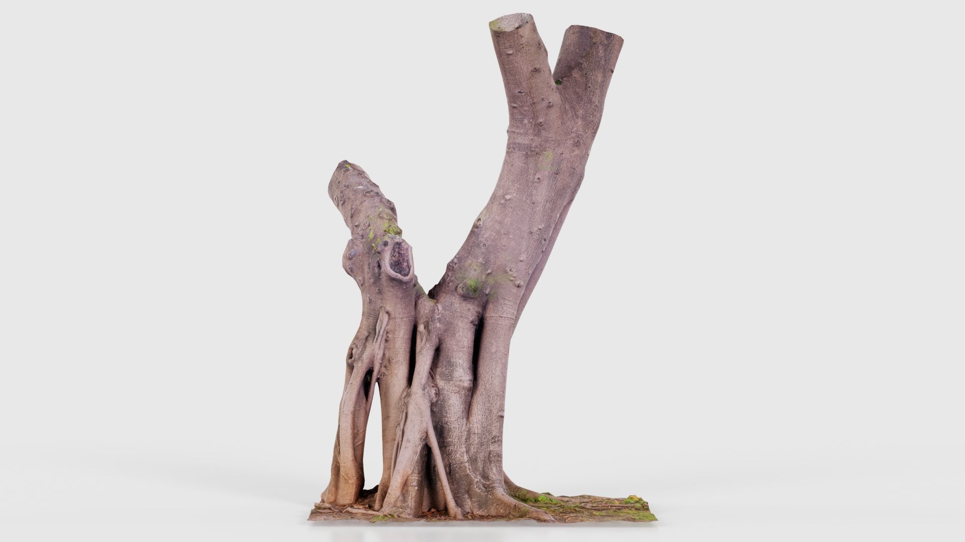 55 Bark Tree and Stump Superbundle 3D Model Collection_44