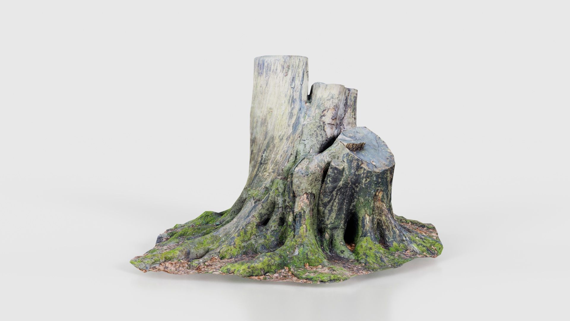 55 Bark Tree and Stump Superbundle 3D Model Collection_33