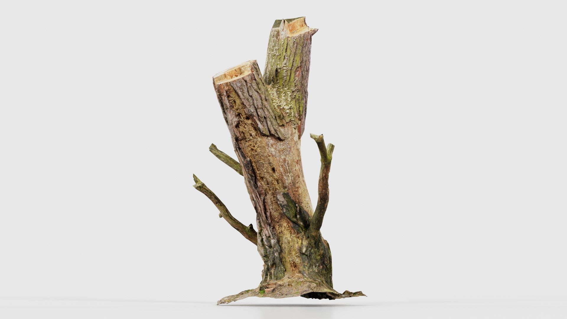 55 Bark Tree and Stump Superbundle 3D Model Collection_45