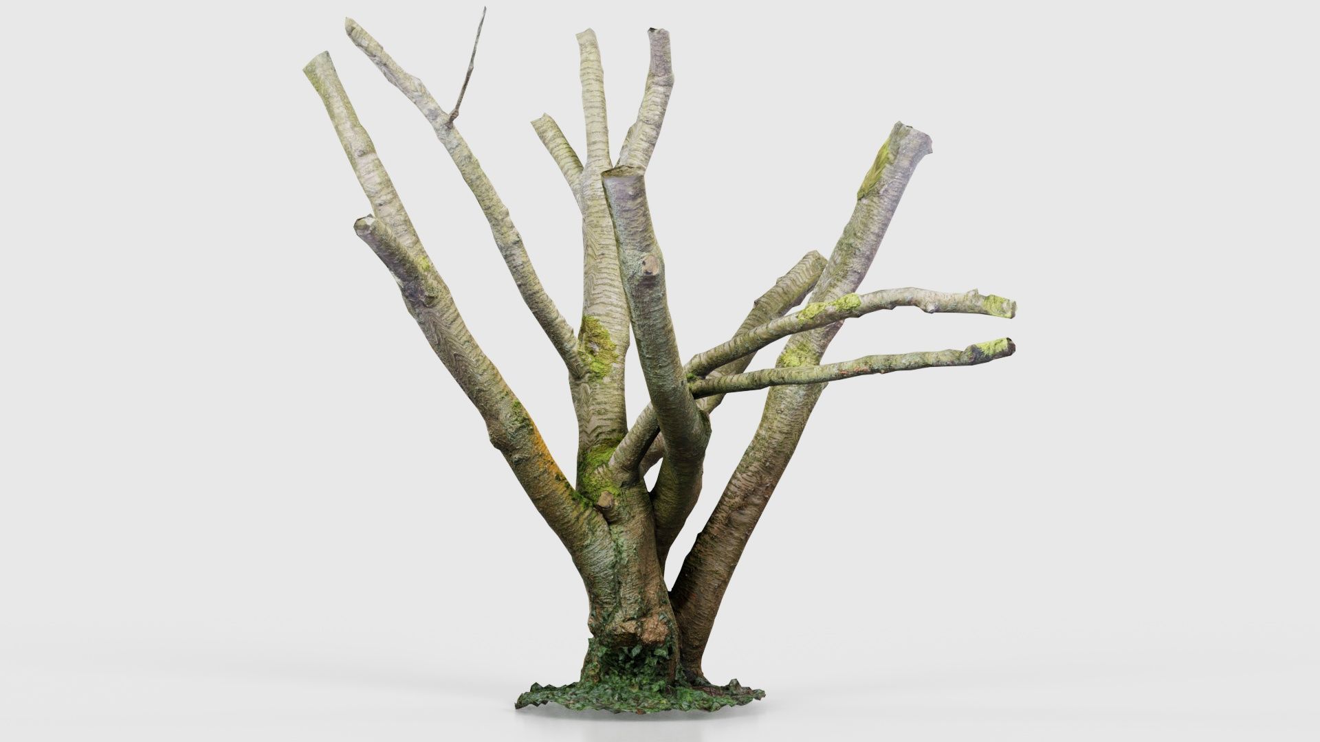 55 Bark Tree and Stump Superbundle 3D Model Collection_36