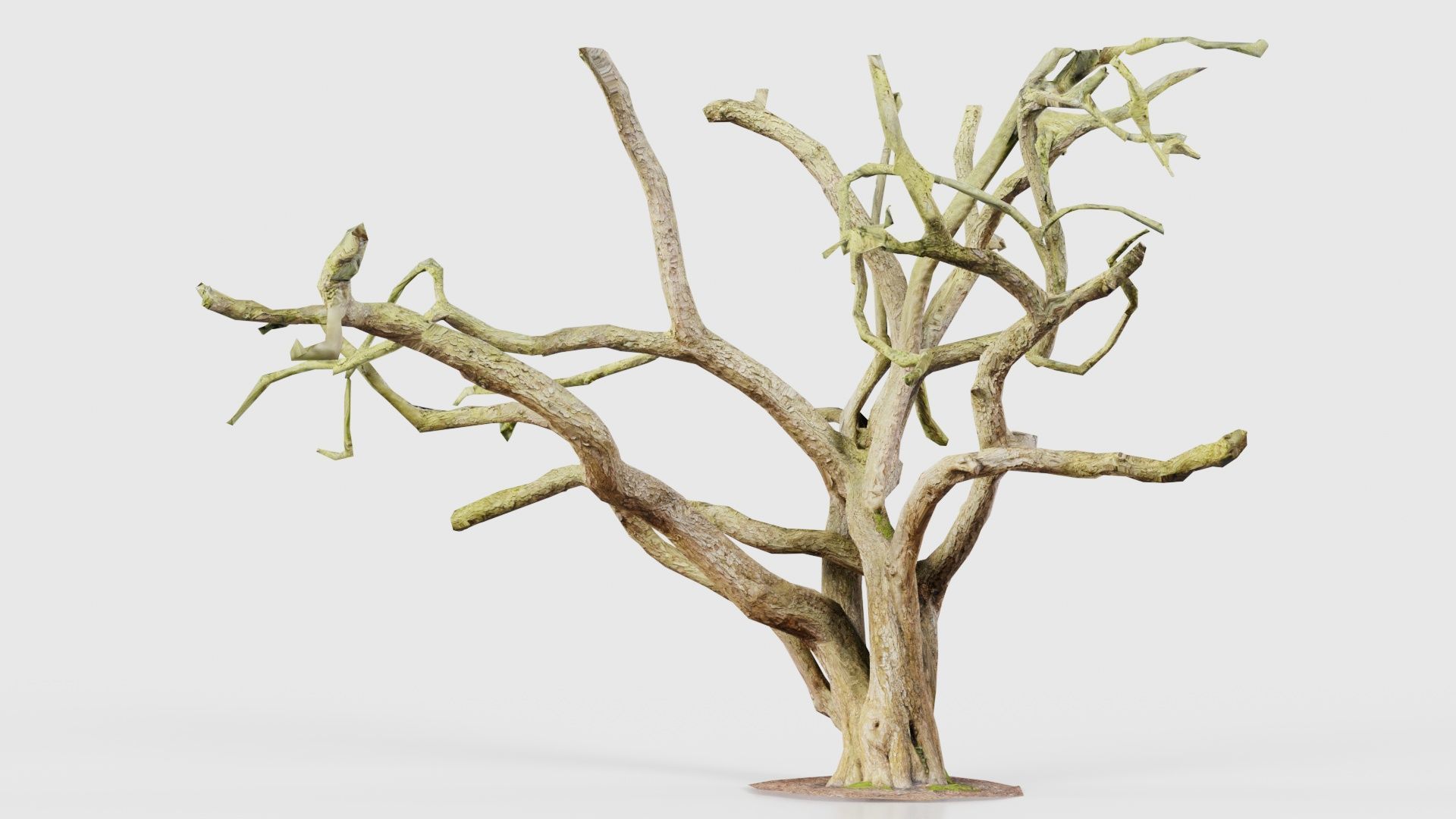 55 Bark Tree and Stump Superbundle 3D Model Collection_26