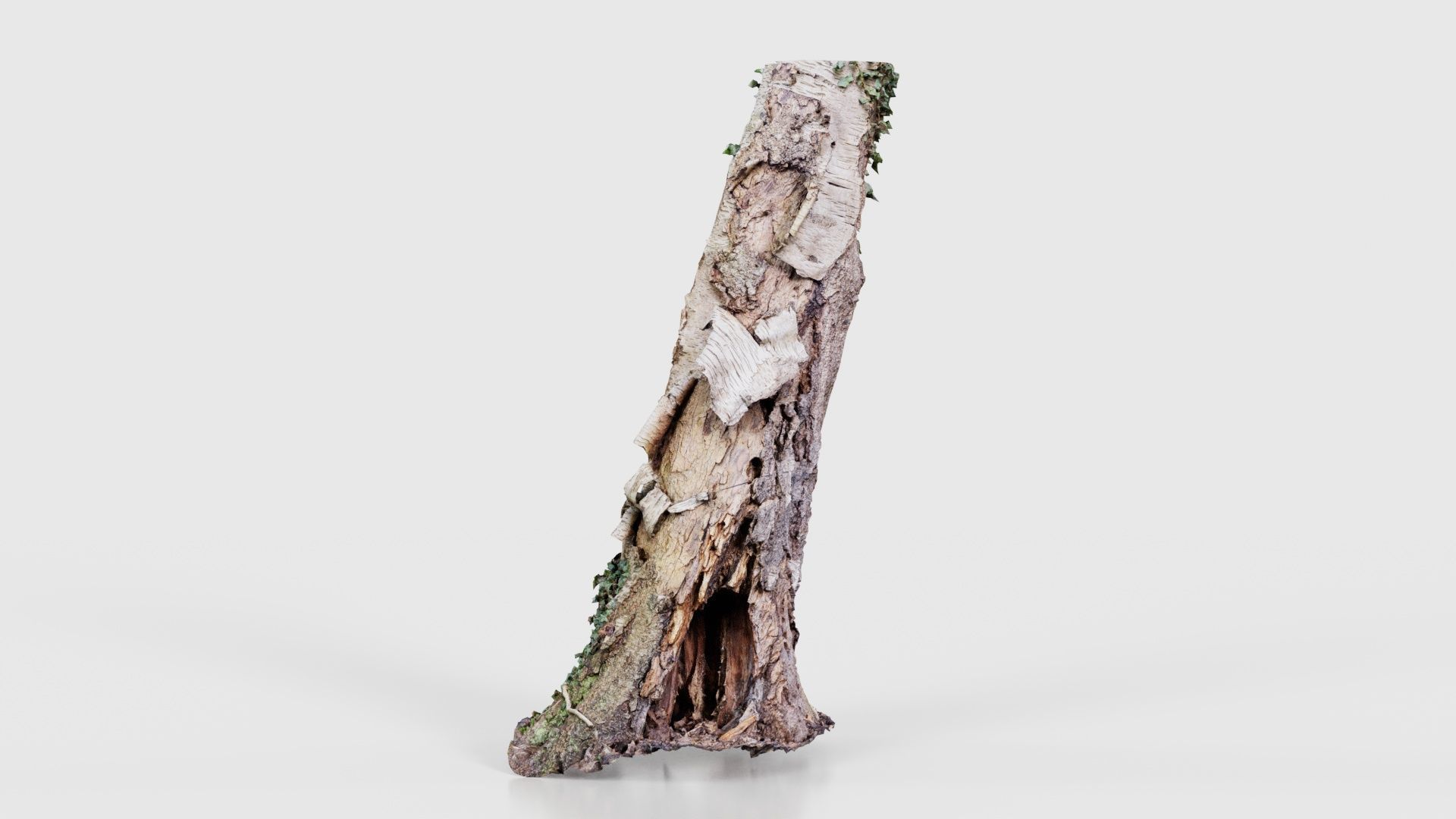 55 Bark Tree and Stump Superbundle 3D Model Collection_42