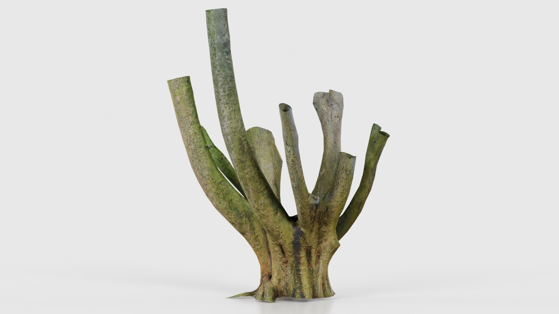 55 Bark Tree and Stump Superbundle 3D Model Collection_47