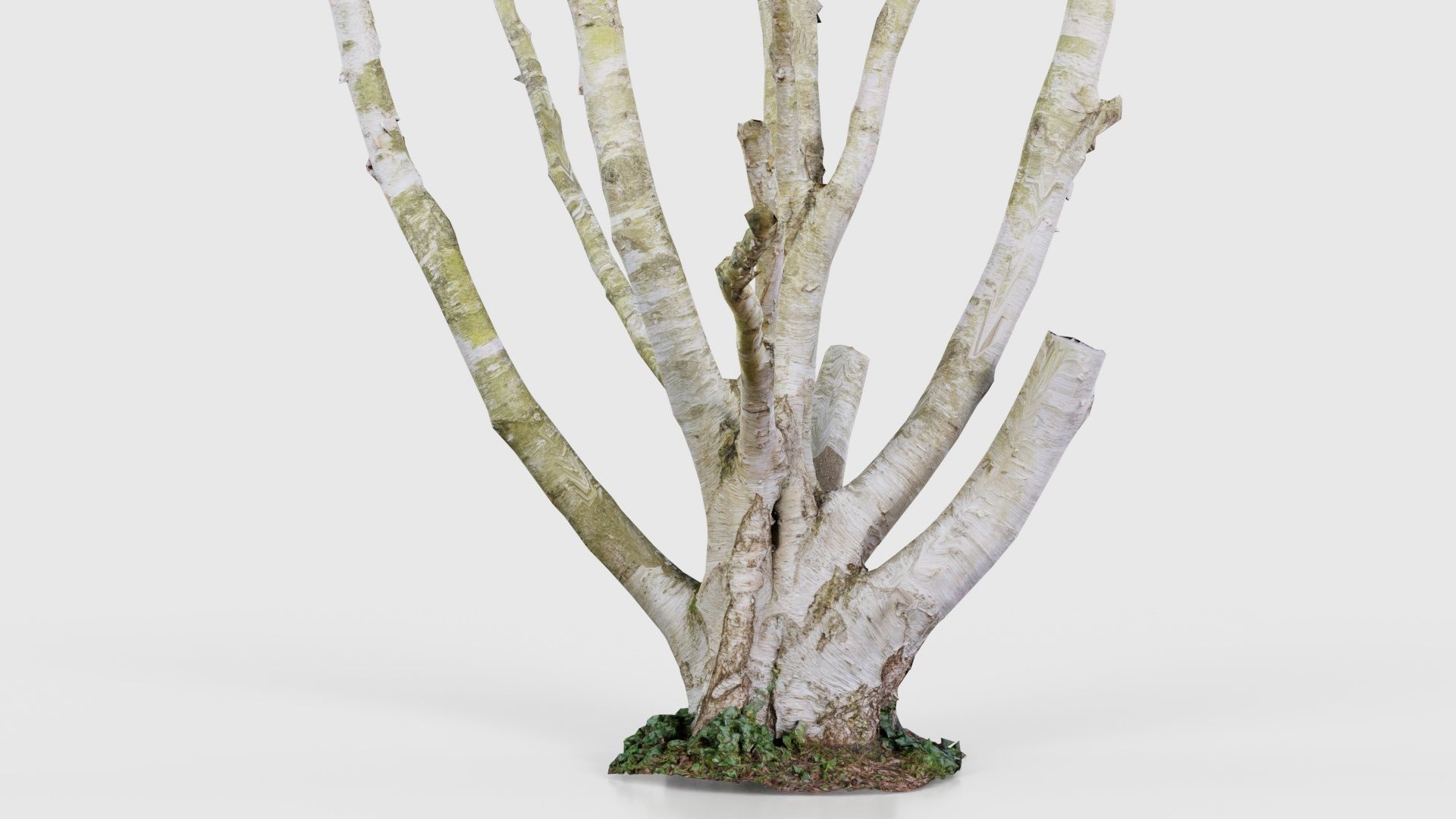 55 Bark Tree and Stump Superbundle 3D Model Collection_38