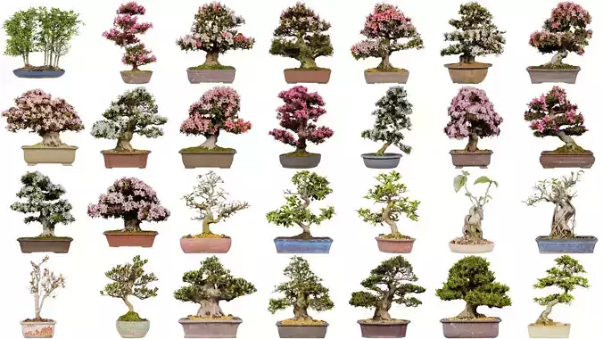 48 Blossoming and Dead Bonsai Tree Superbundle 3D Model Collection