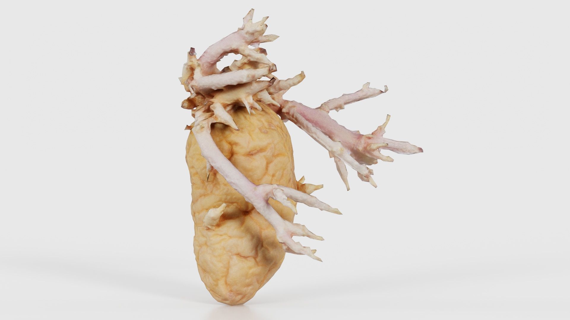 78 Fruit and Vegetable Superbundle 3D Model Collection_51