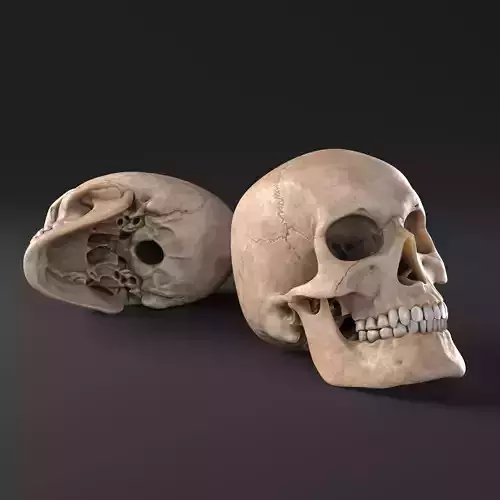 Realistic Male Human Skull