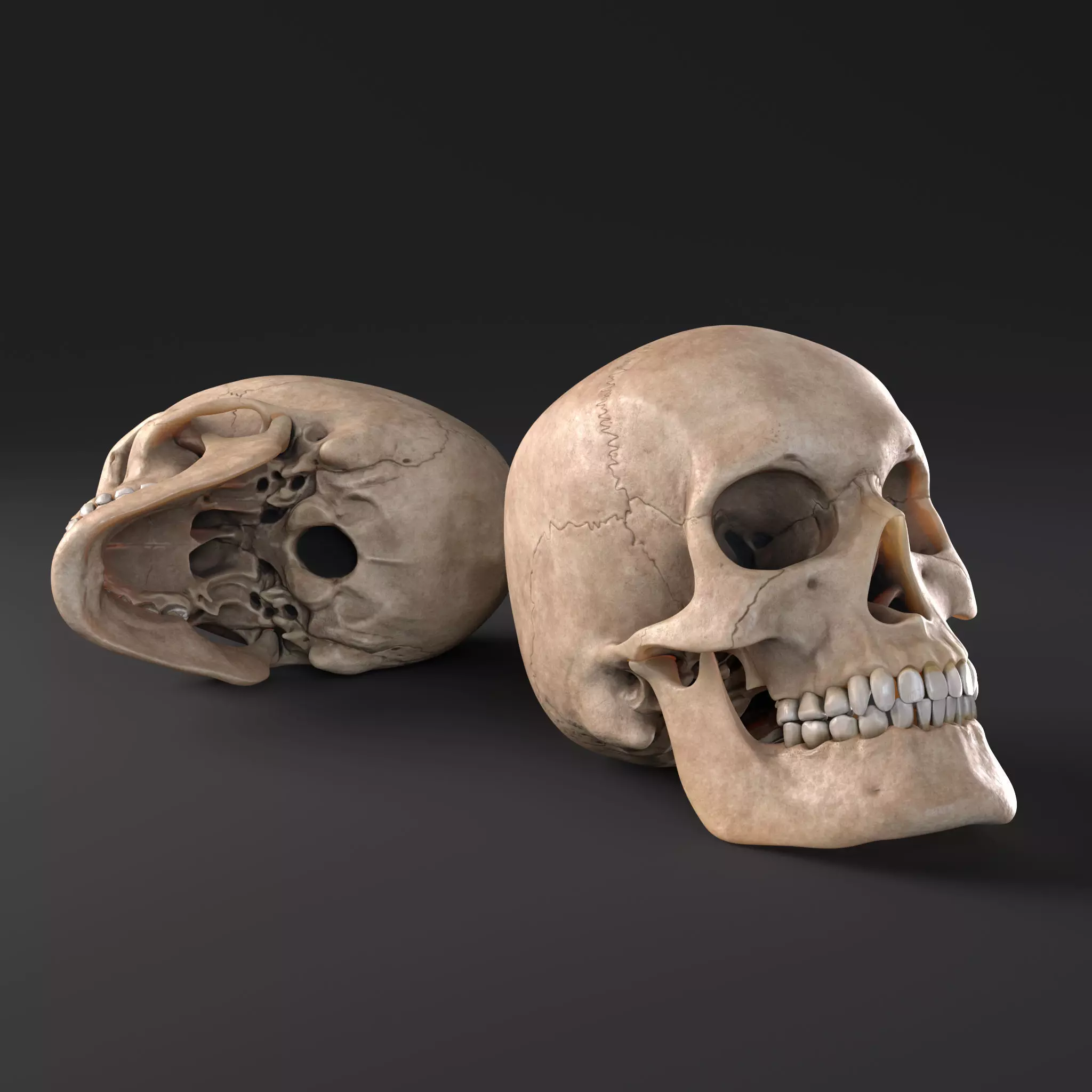 Realistic Male Human Skull Low-poly 3D model
