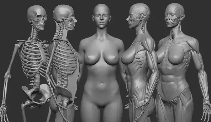 ECORCHE FEMALE - ANATOMIA MUJER
