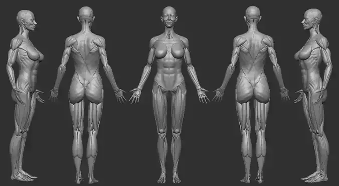 ECORCHE FEMALE  - ANATOMIA MUJER 3D print model