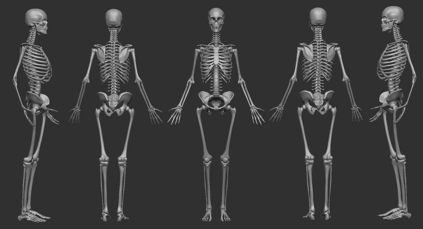 ECORCHE FEMALE - ANATOMIA MUJER 3D print model_1