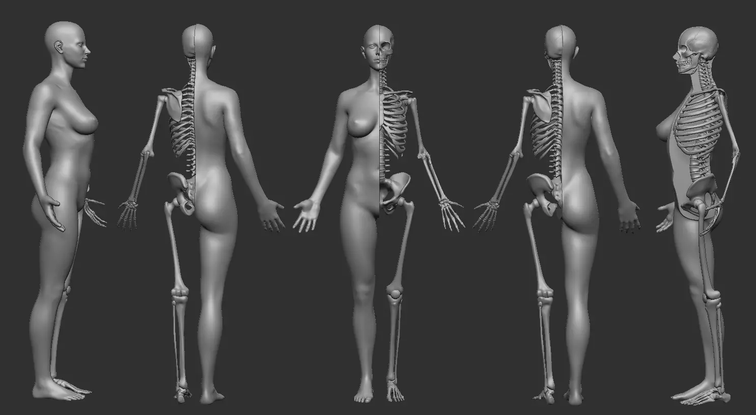 ECORCHE FEMALE - ANATOMIA MUJER 3D print model_0