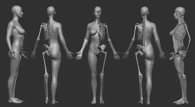 ECORCHE FEMALE  - ANATOMIA MUJER