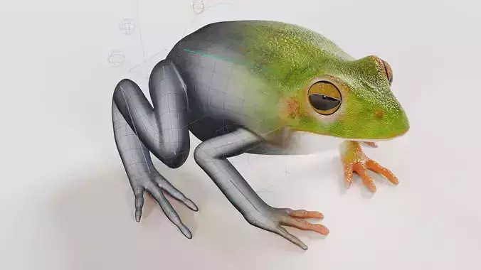 Frog fully rigged