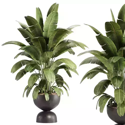 Banana Plant in Matte Black Planter
