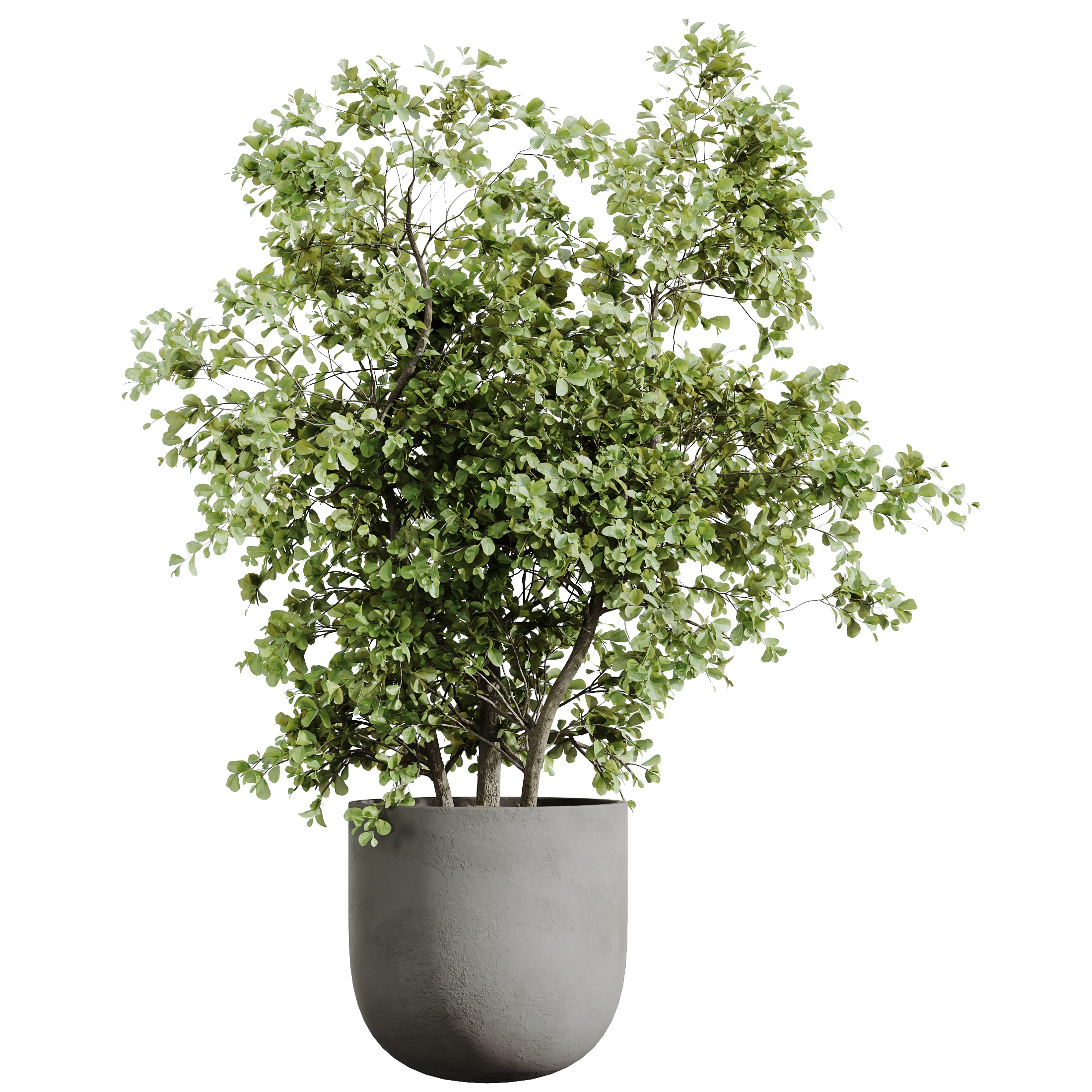 AV-Mission Kalamata Arbequina Wilsonii Chemlali Olive Set53 3D model_2