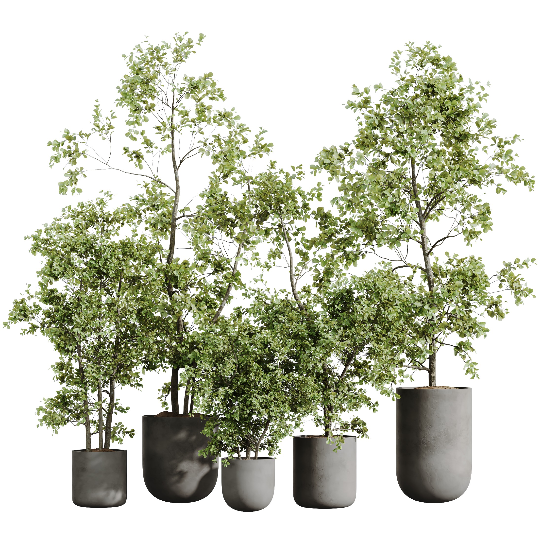 AV-Mission Kalamata Arbequina Wilsonii Chemlali Olive Set53 3D model_1