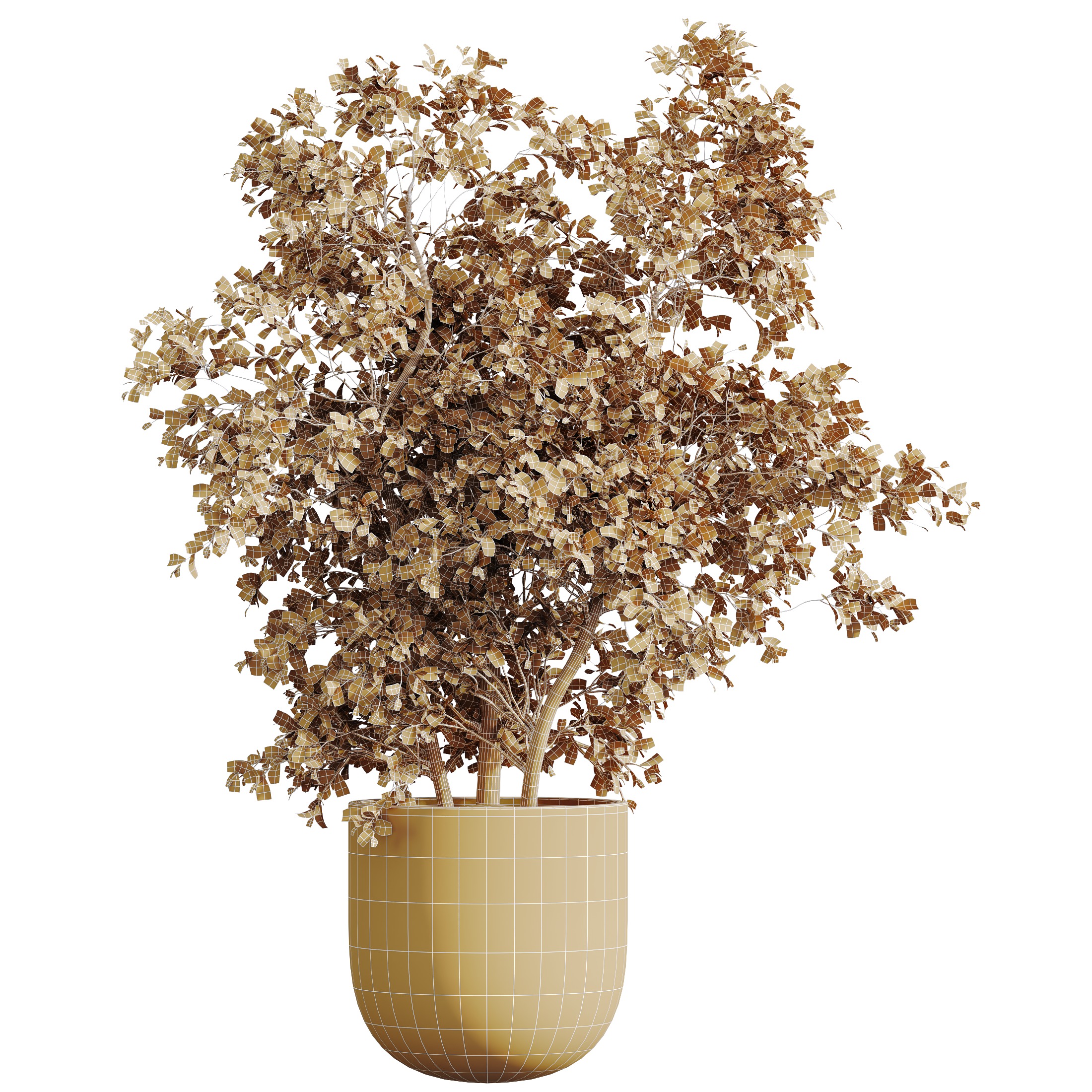 AV-Mission Kalamata Arbequina Wilsonii Chemlali Olive Set53 3D model_5