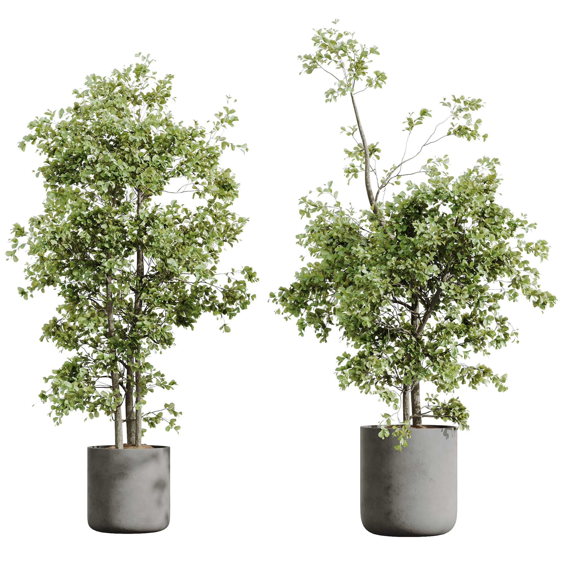 AV-Mission Kalamata Arbequina Wilsonii Chemlali Olive Set53 3D model_3