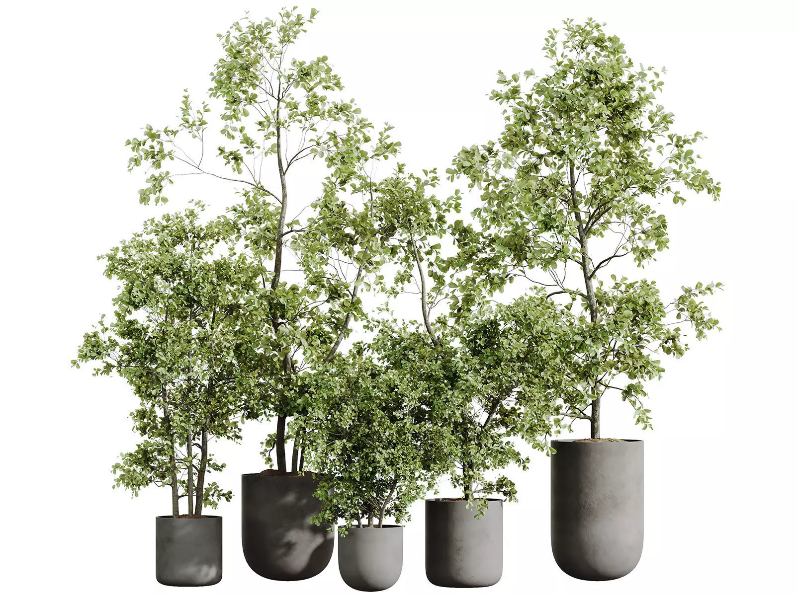 AV-Mission Kalamata Arbequina Wilsonii Chemlali Olive Set53 3D model_0