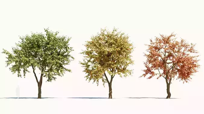 Ulmus changii b 3D model