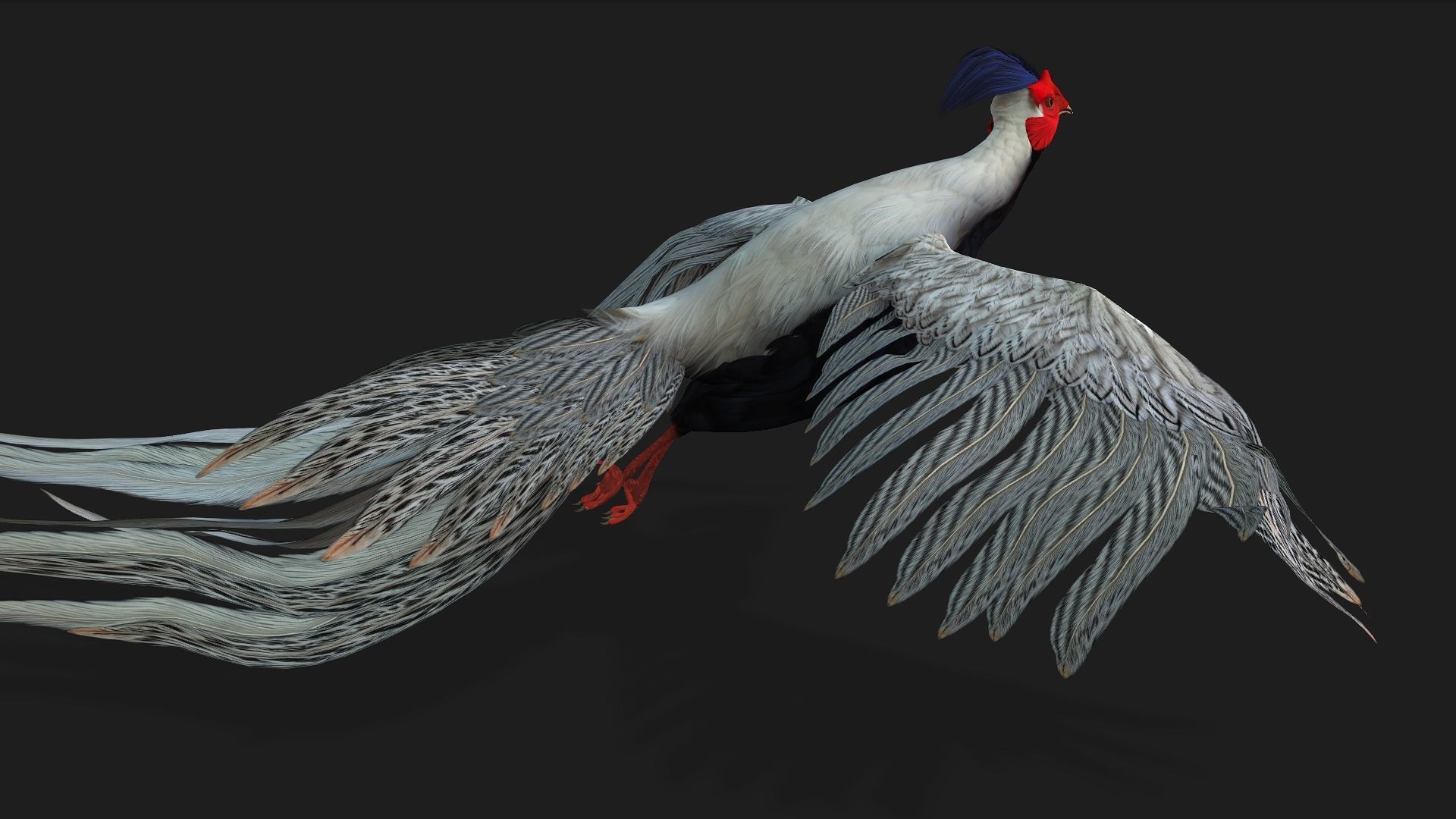 White Pheasant-A1 3D model_9