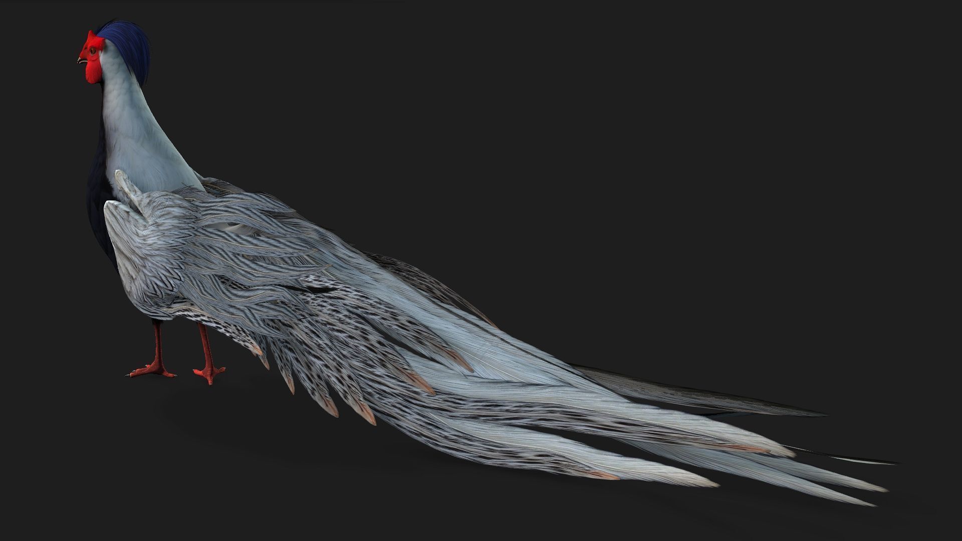 White Pheasant-A1 3D model_6