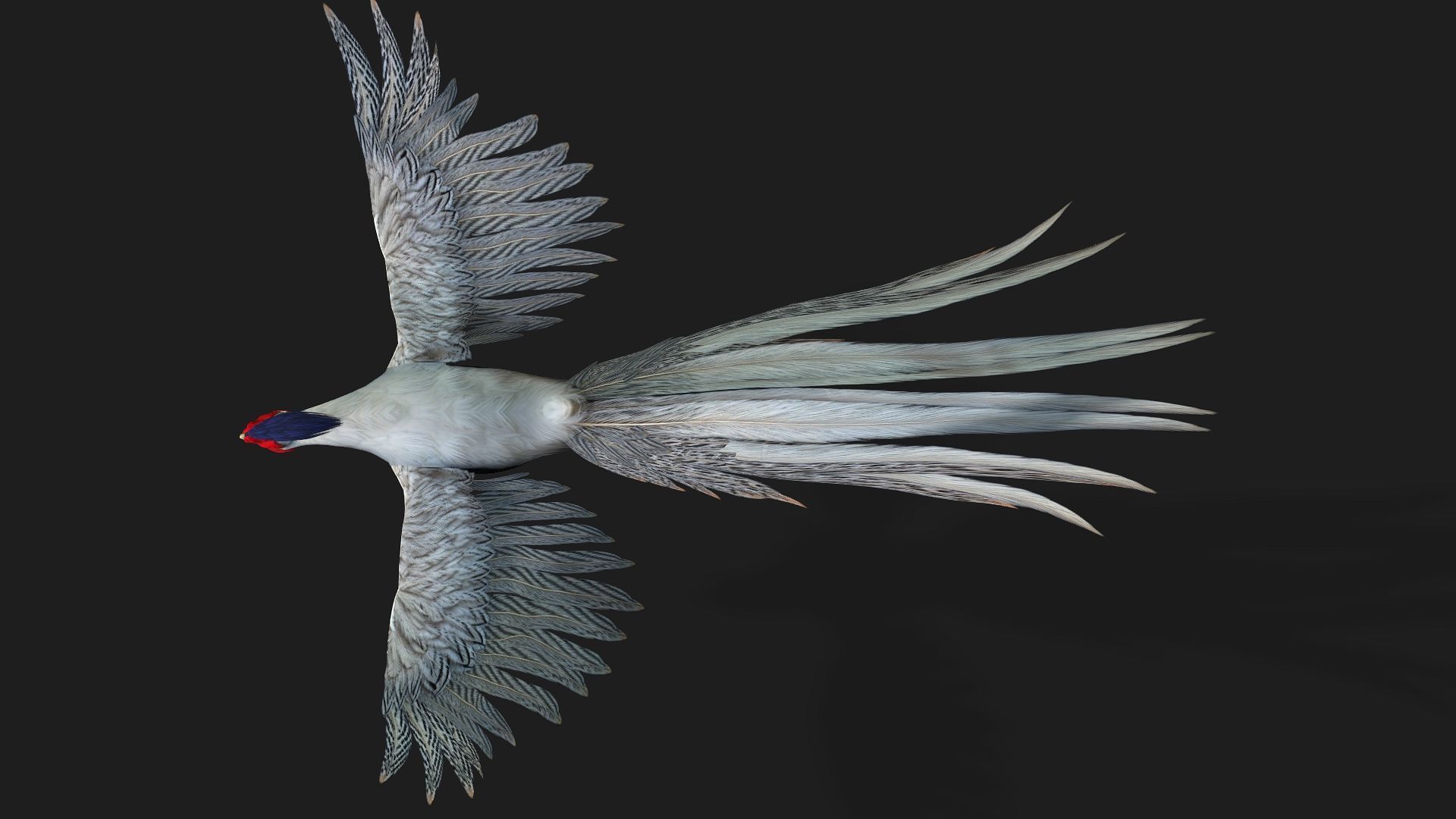 White Pheasant-A1 3D model_13